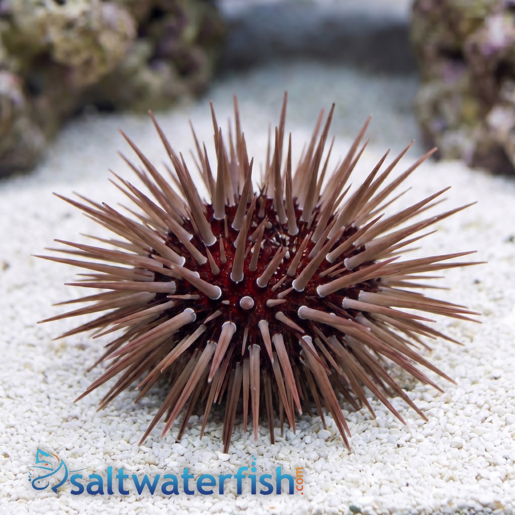 Short Spine Urchin : White Ring