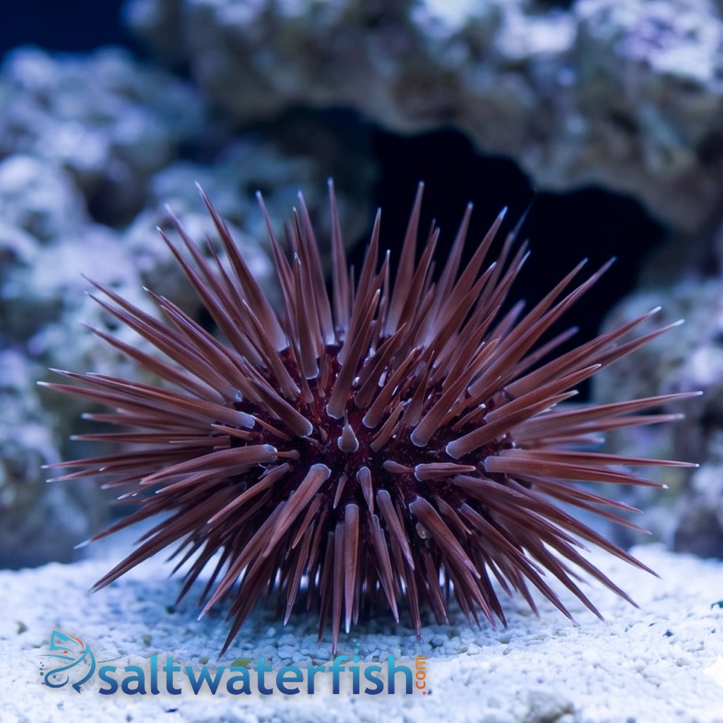 Short Spine Urchin : White Ring