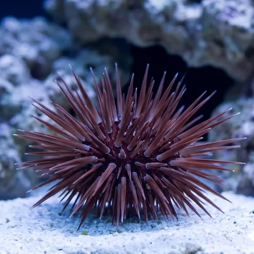 Short Spine Urchin : White Ring
