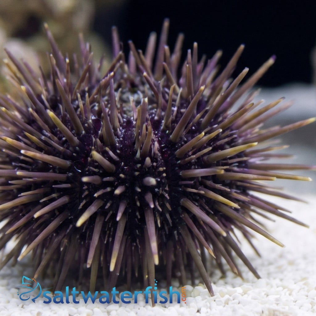Short Spine Urchin 