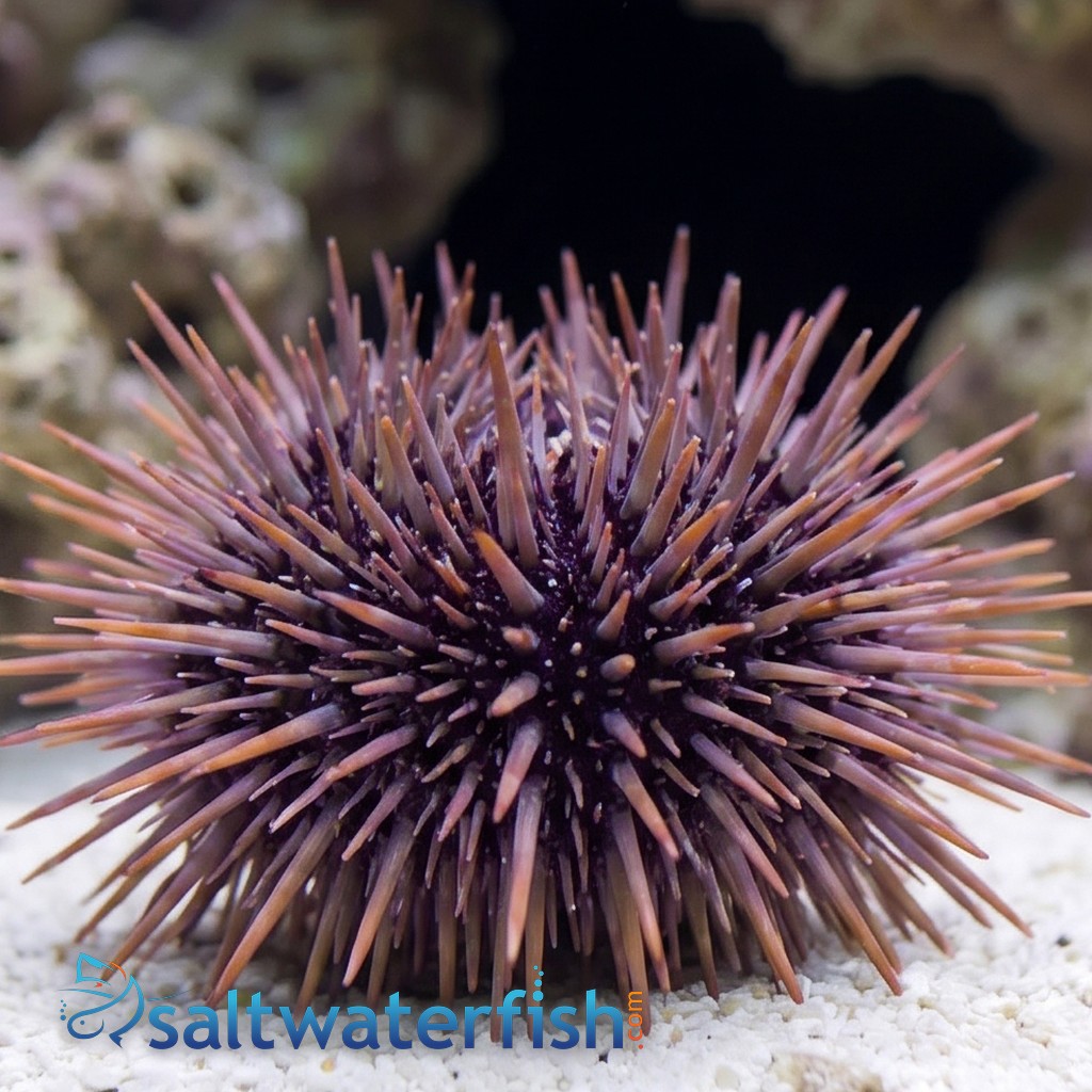 Short Spine Urchin 