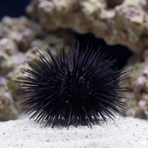 Short Spine Urchin