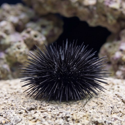 Short Spine Urchin - Indo Pacific