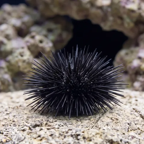 Short Spine Urchin