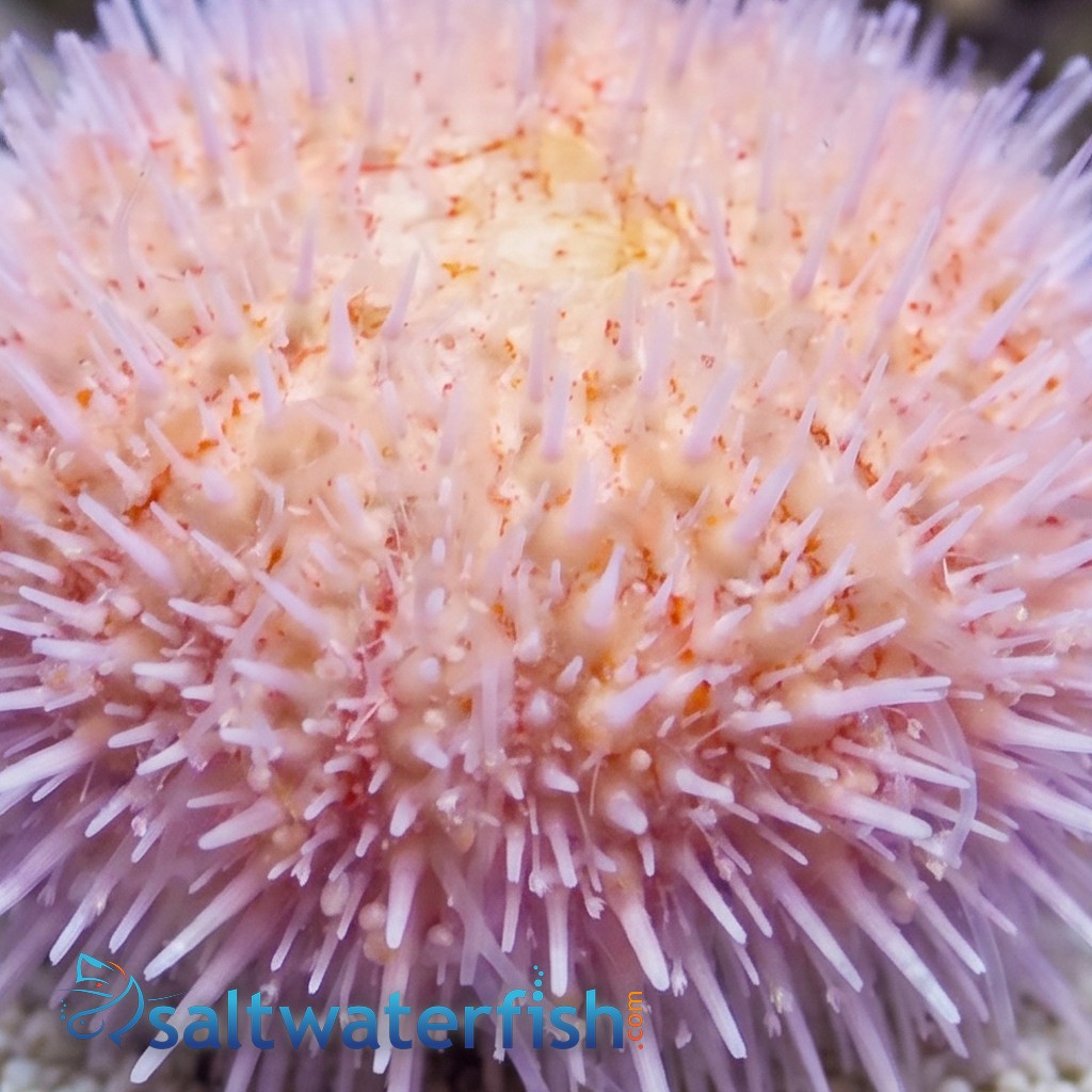 Short Spine Urchin : Pink - Indian Ocean