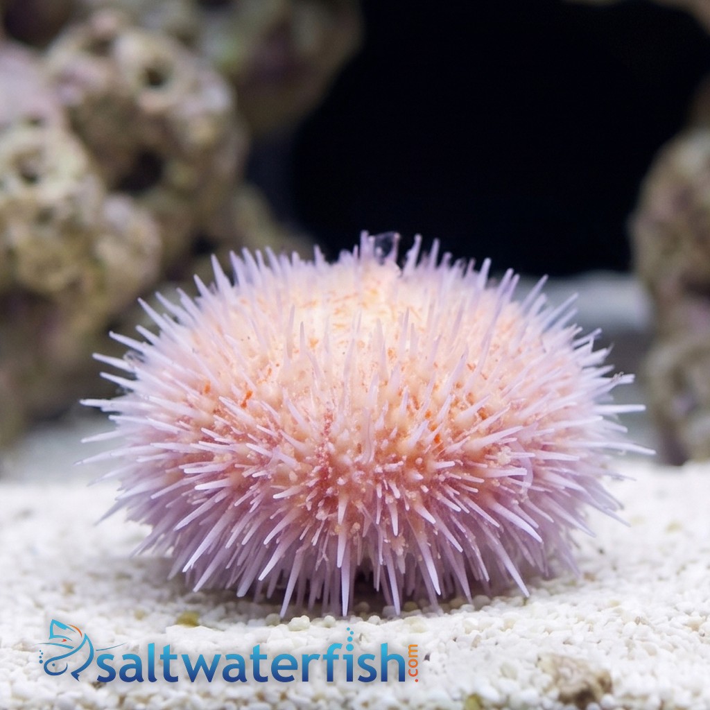 Short Spine Urchin : Pink - Indian Ocean