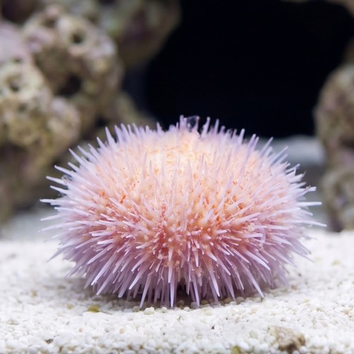 Short Spine Urchin : Pink - Indian Ocean