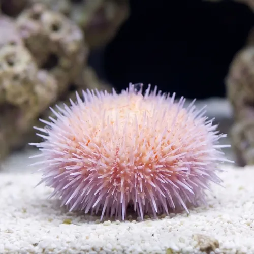Short Spine Urchin : Pink - Indian Ocean