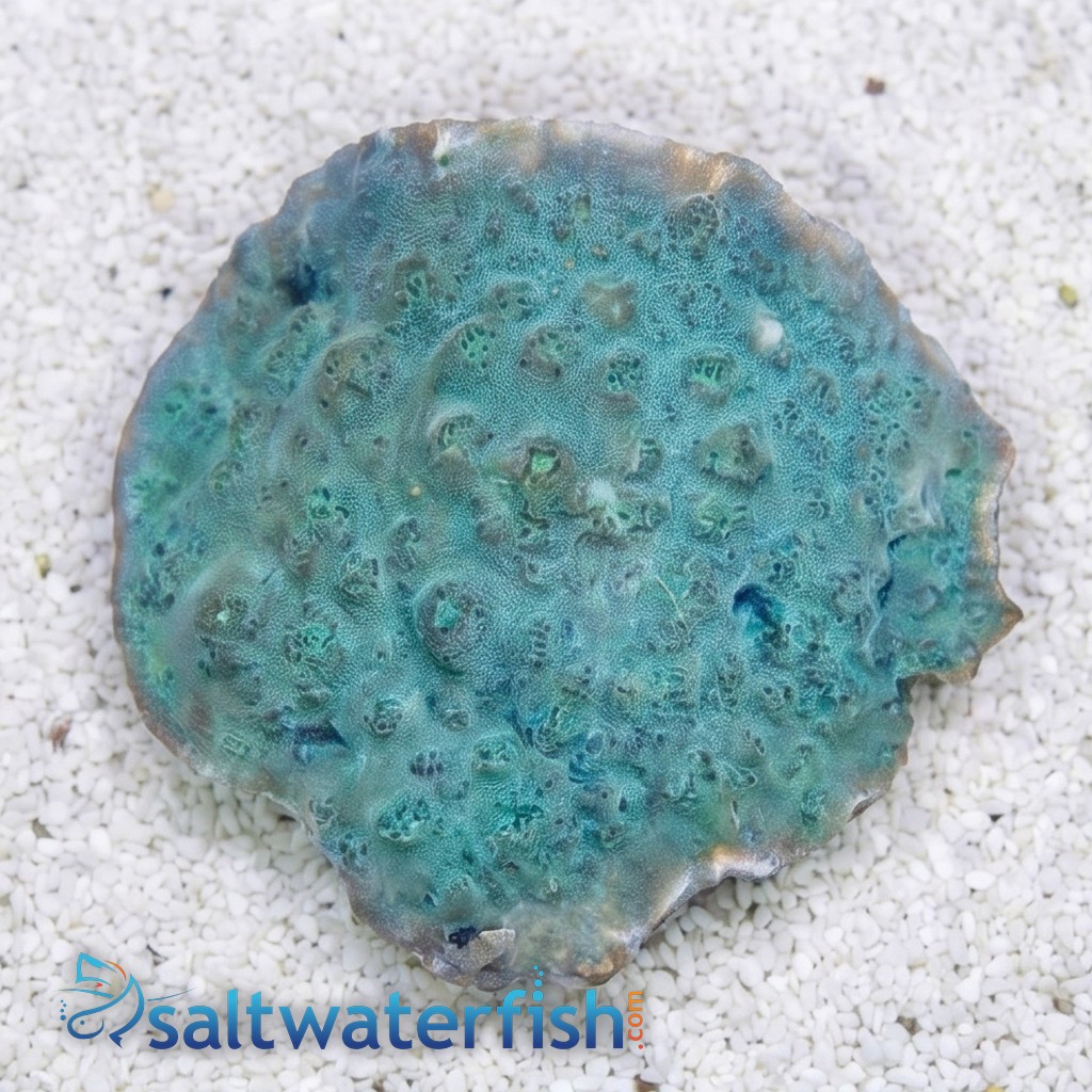 Chalice Coral: Colored 