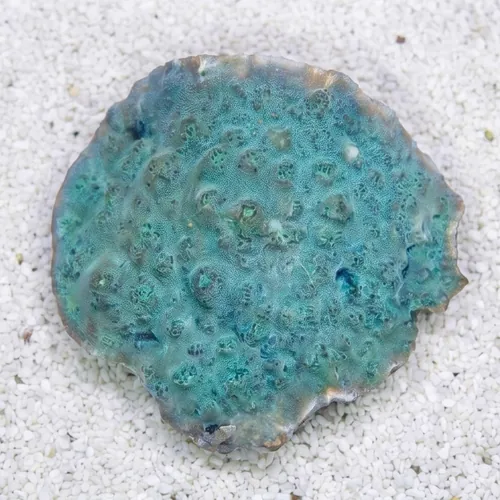 Chalice Coral: Colored