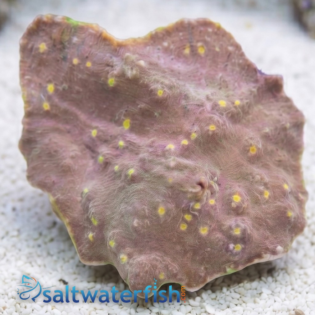 Chalice Coral:Ultra Colored - Australia