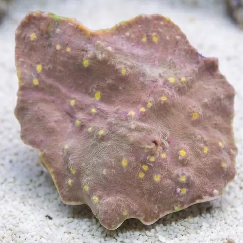Chalice Coral:Ultra Colored - Australia