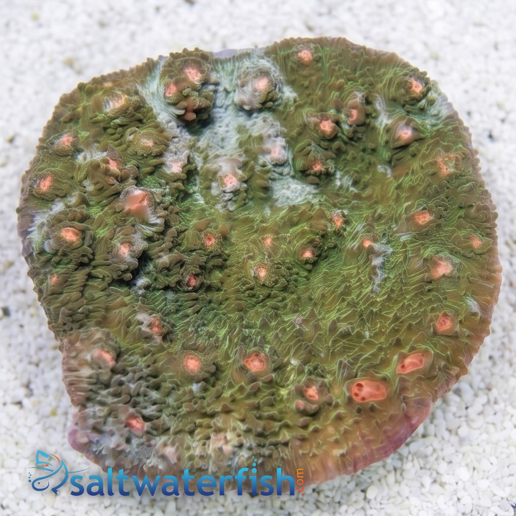 Chalice Coral: Green W/ Pink Eyes 