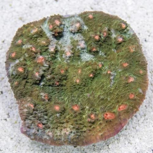 Chalice Coral: Green W/ Pink Eyes