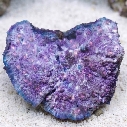 Chalice Coral: Bubble Gum