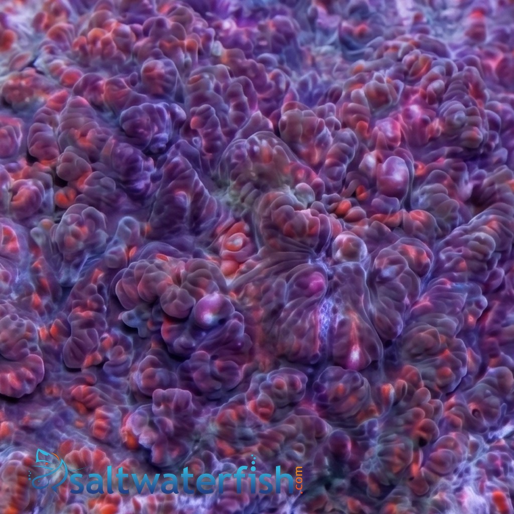 Chalice Marble Red Echinophyllia 