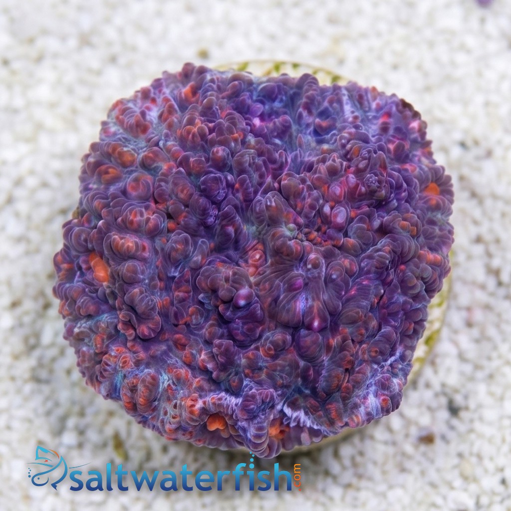 Chalice Marble Red Echinophyllia 