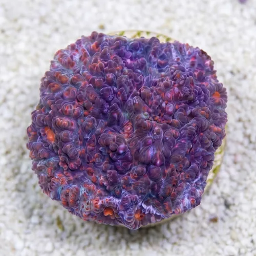 Chalice Marble Red Echinophyllia