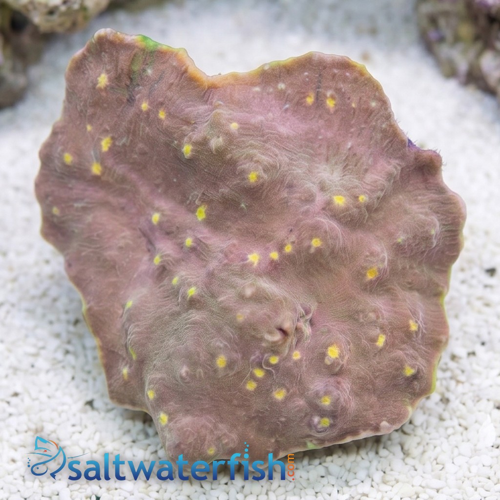 Chalice Coral:Ultra Colored - Indo Pacific