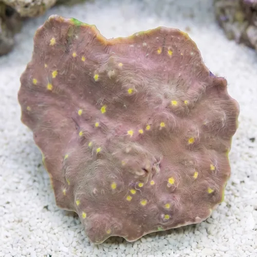 Chalice Coral:Ultra Colored - Indo Pacific