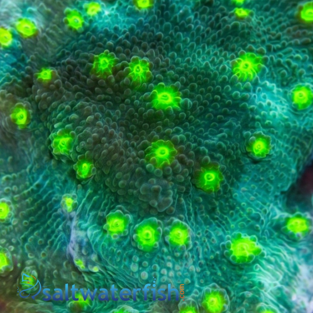 Chalice Coral: Hollywood Stunner - Aquacultured