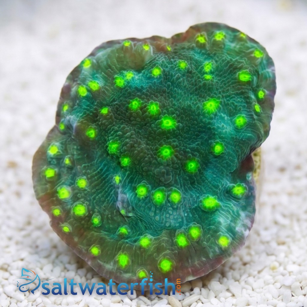 Chalice Coral: Hollywood Stunner - Aquacultured