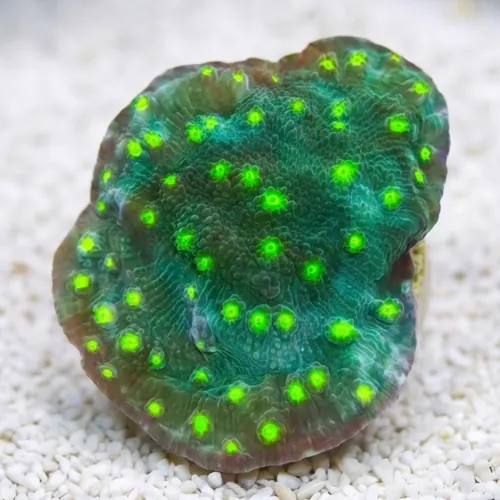 Chalice Coral: Hollywood Stunner - Aquacultured