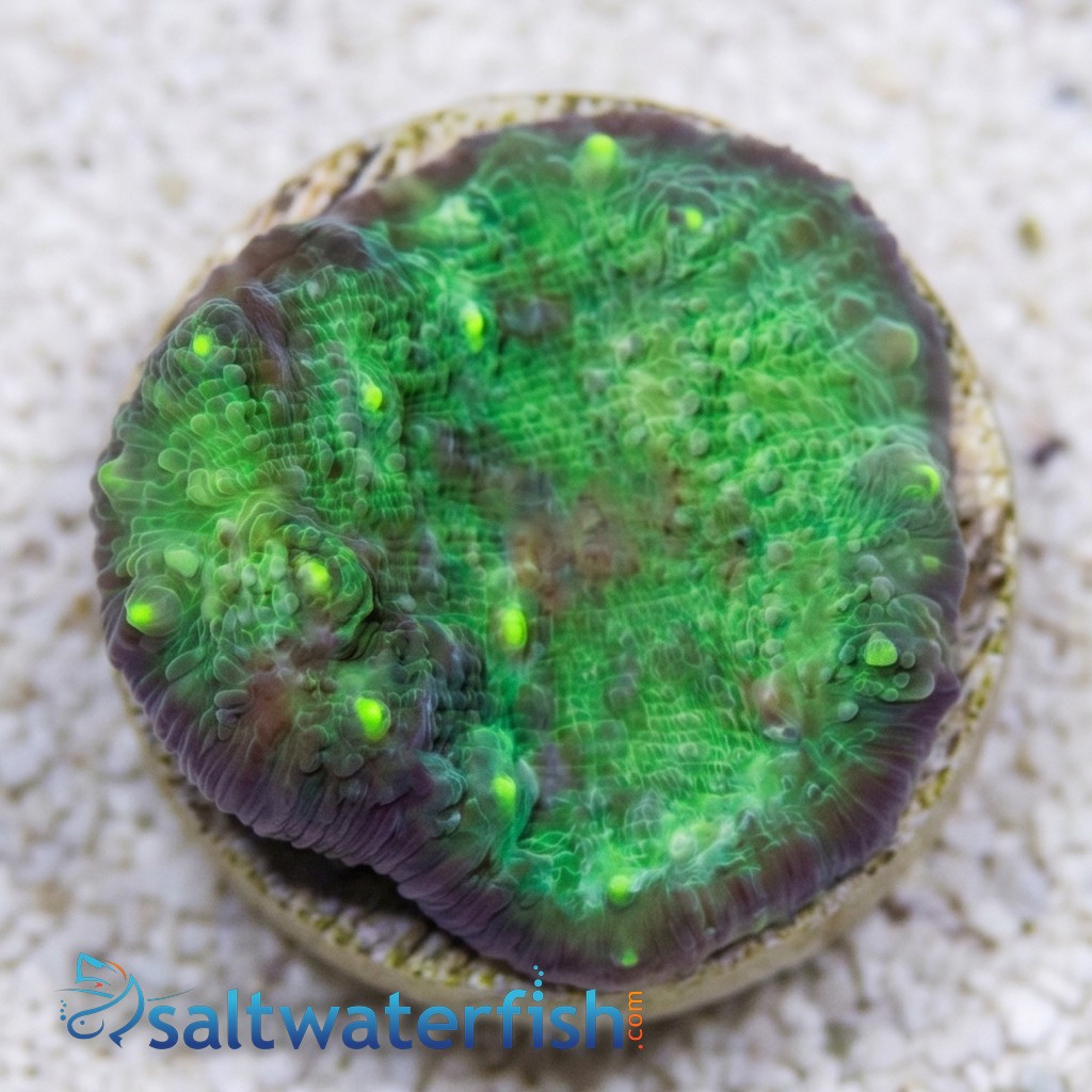 Chalice Coral: Green - Aquacultured