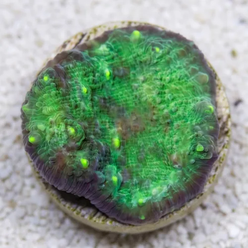 Chalice Coral: Green - Aquacultured