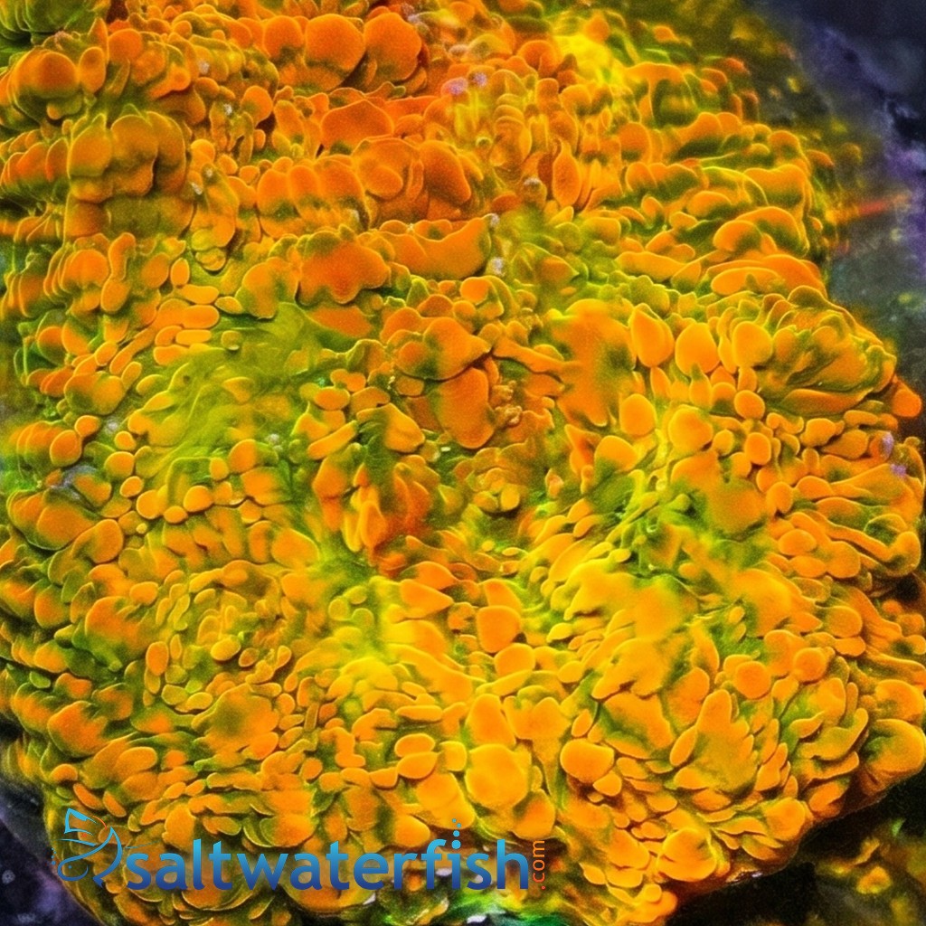 Chalice Coral: Stellaria - Aquacultured