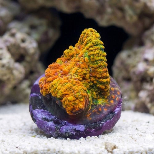 Chalice Coral: Stellaria - Aquacultured