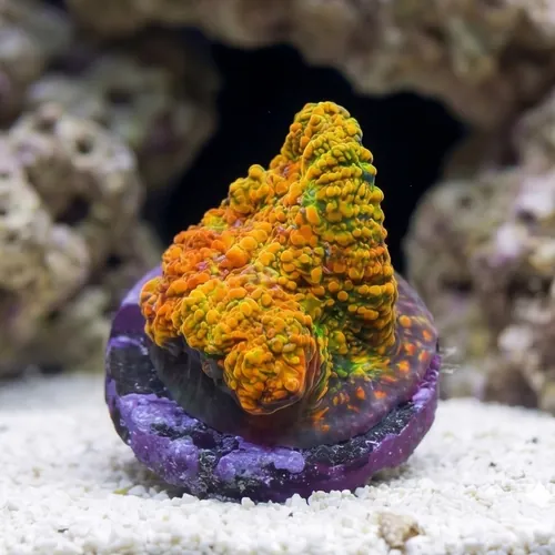 Chalice Coral: Stellaria - Aquacultured