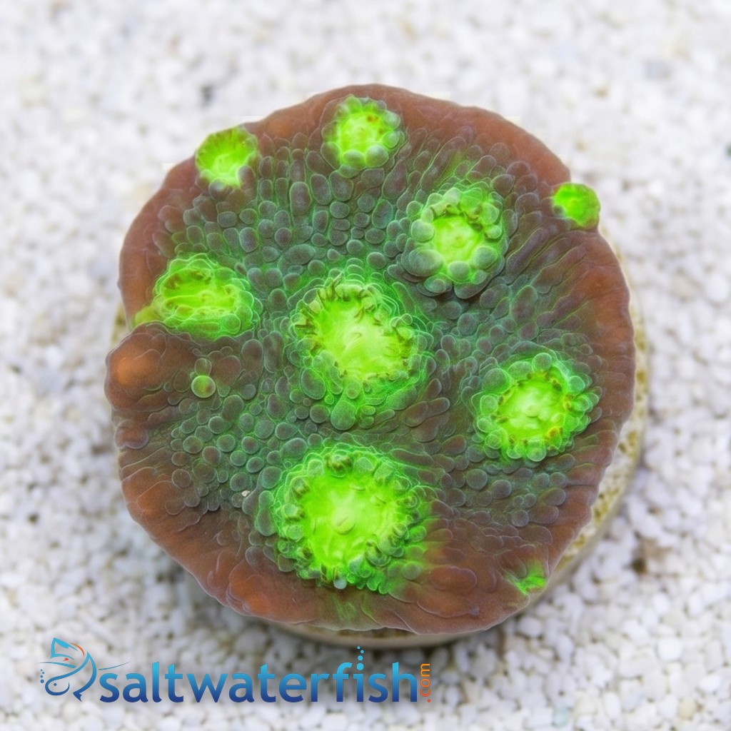 Chalice Coral: Fire Echino - Aquacultured
