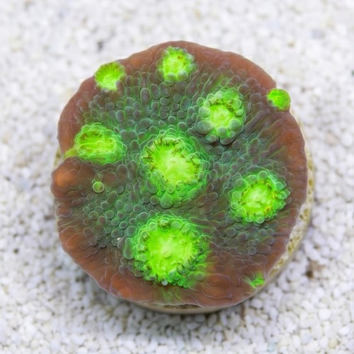 Chalice Coral: Fire Echino - Aquacultured