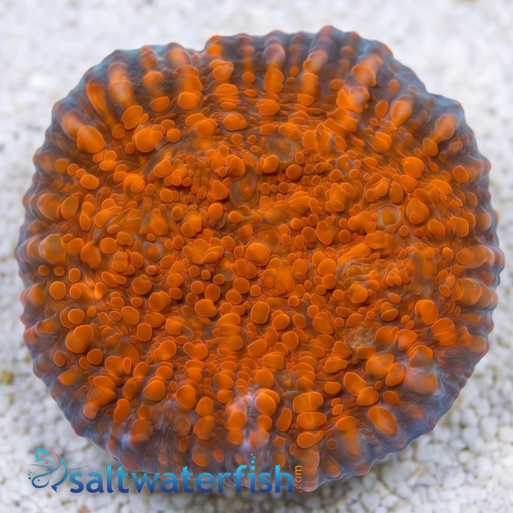 Chalice Coral: Cherry Garcia - Aquacultured