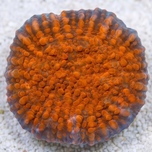 Chalice Coral: Cherry Garcia - Aquacultured