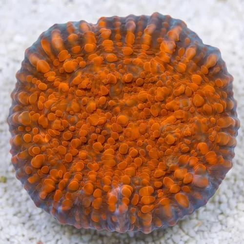 Chalice Coral: Cherry Garcia - Aquacultured