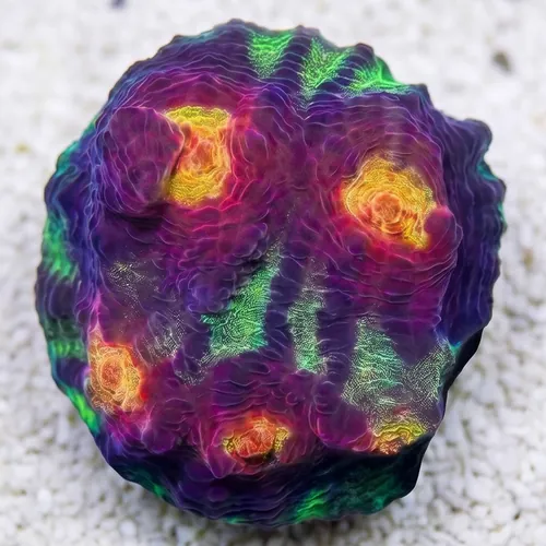 Chalice Coral: Chemical Reaction - Aquacultured