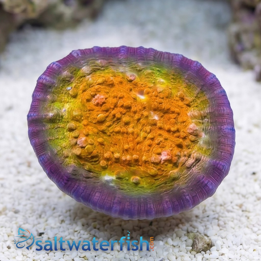 Chalice Coral: Fireball - Aquacultured