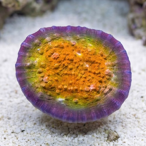 Chalice Coral: Fireball - Aquacultured