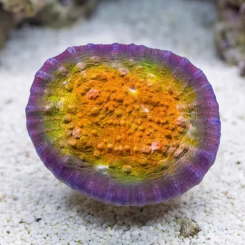Chalice Coral: Fireball - Aquacultured