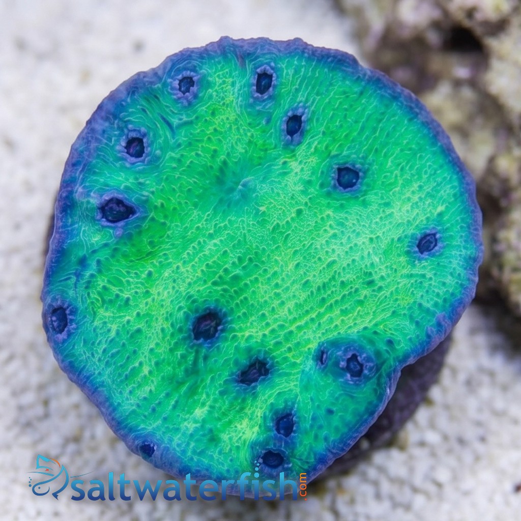 Chalice Coral: Sour Grapes - Aquacultured