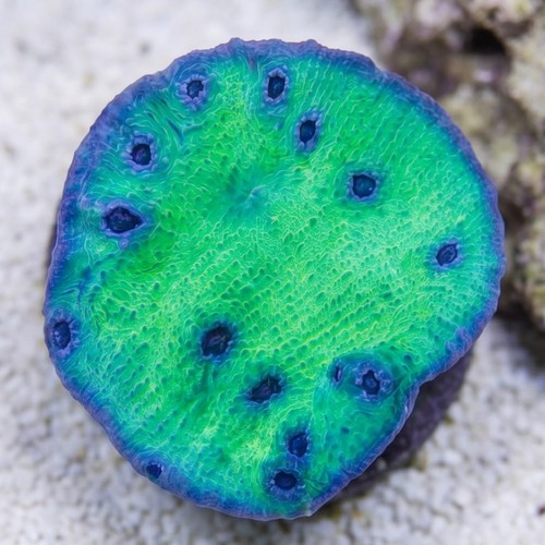 Chalice Coral: Sour Grapes - Aquacultured