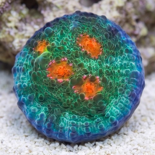 Chalice Coral: Boogie Man - Aquacultured