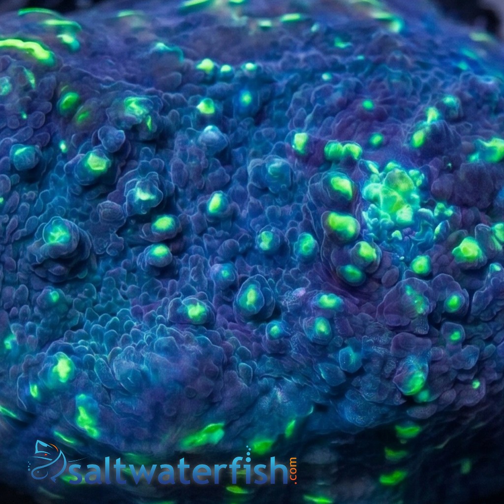 Chalice Coral: Lime in the Sky - Aquacultured