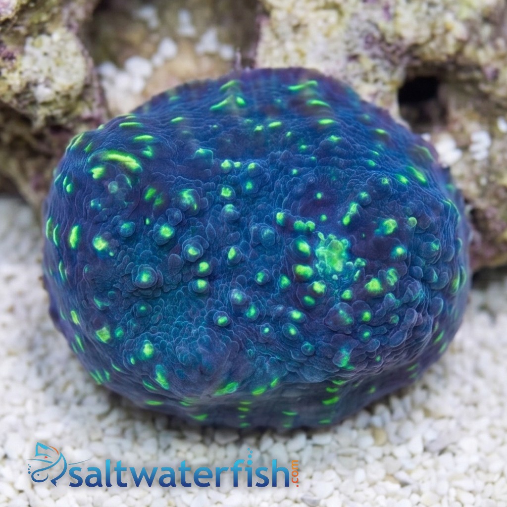 Chalice Coral: Lime in the Sky - Aquacultured