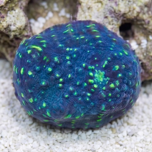 Chalice Coral: Lime in the Sky - Aquacultured