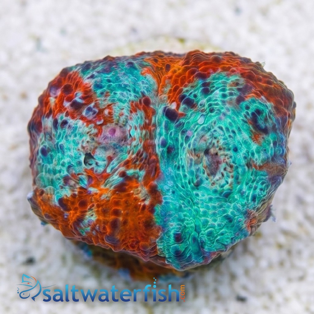 Chalice Coral: Nacho Cheese - Aquacultured