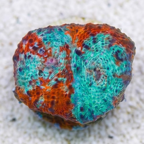 Chalice Coral: Nacho Cheese - Aquacultured