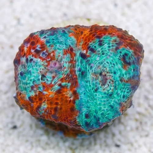 Chalice Coral: Nacho Cheese - Aquacultured